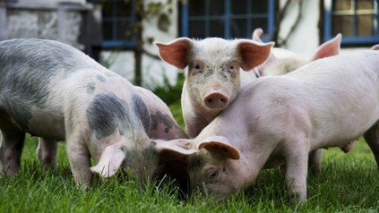 Mehrere Schweine auf einer Wiese beim Fressen