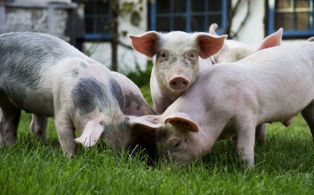 Mehrere Schweine auf einer Wiese beim Fressen