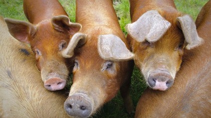 Junge Duroc-Schweine