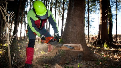 Ein Artbeiter fällt einen Baum