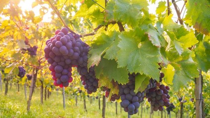 Rote Weintrauben auf einem Weinberg