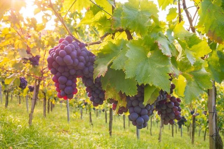 Rote Weintrauben auf einem Weinberg