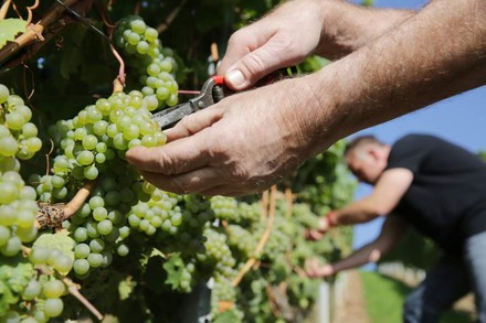 Arbeiter bei der Traubenernte