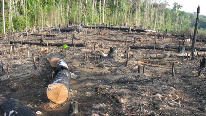 Abgeholztes Waldstück
