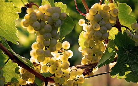 Grüne Weintrauben im Sonnenlicht