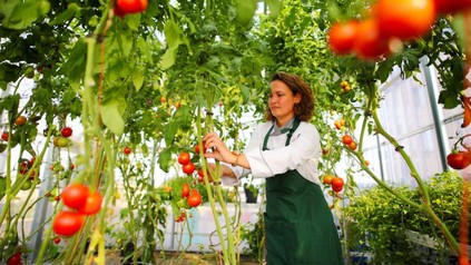 Eine Frau in einem Gewächshaus bei der Tomatenernte