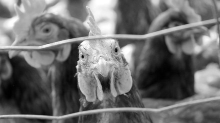 Mehrere Hühner, die in einem Außengehege mit Drahtzaun gehalten werden