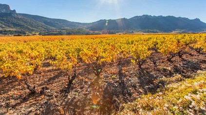 Trockene Weinreben im Sonnenschein