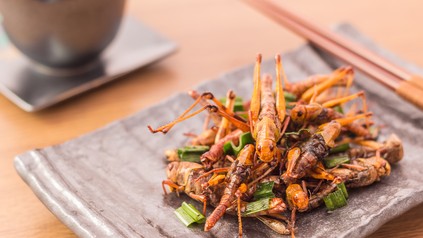 Insekten als Essen schön auf einem Teller angerichtet