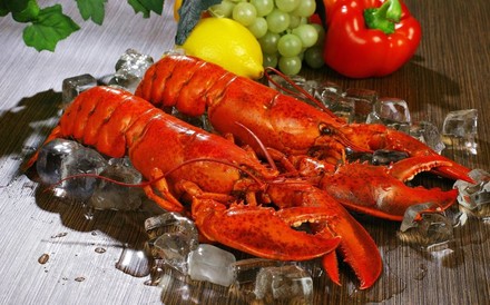 Zwei Hummer auf Eiswürfeln