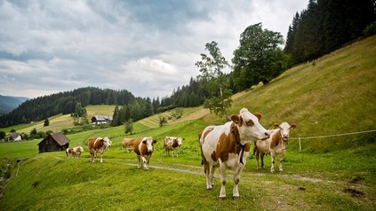 Kühe auf der Alm