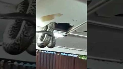 Schlange bricht durch die Decke