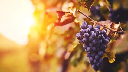 Blaue Trauben an einem Weinstock vor dem Sonnenuntergang