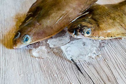 Wissenswertes über die Scholle