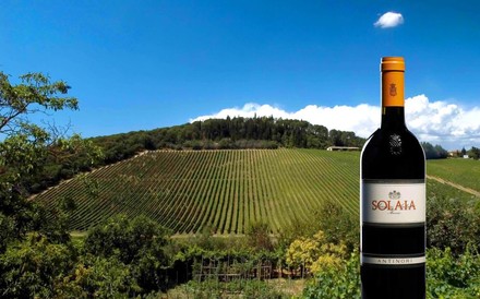 Weingarten mit Solaia-Flasche im Vordergrund
