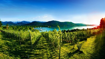 Weinberg in Kärnten mit See im Hintergrund