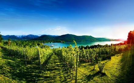 Weinberg in Kärnten mit See im Hintergrund