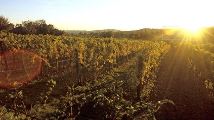 Weingarten bei Sonnenuntergang