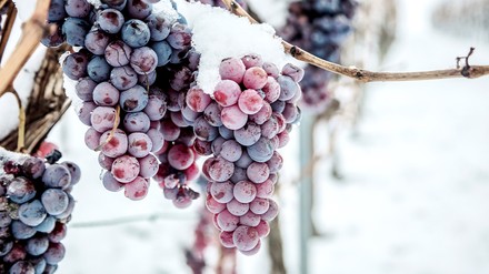 Weinrebe im Winter