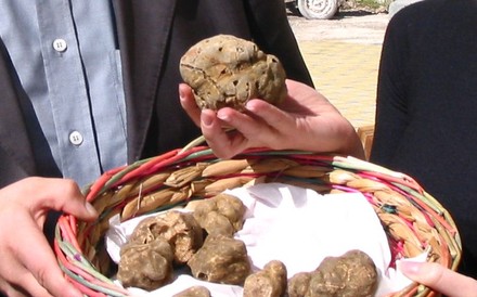 Korb mit weißen Trüffeln