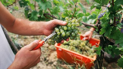 Winzer bei der Weinlese