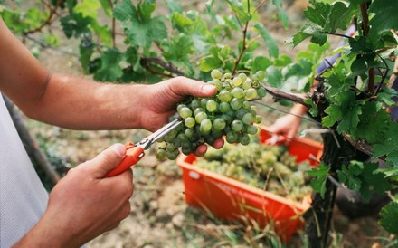 Winzer bei der Weinlese