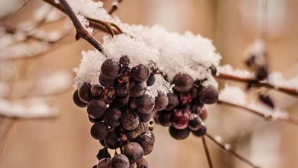 Weintrauben an einem rebstock, die mit Schnee bedeckt sind