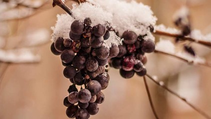 Eine Weinrebe im Winter