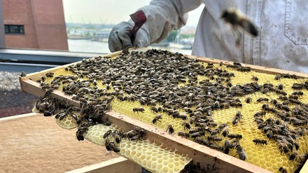 Bienen auf dem Dach des Empire Riverside Hotels