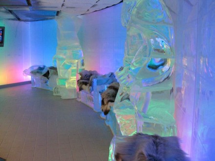 Ice Bar auf der Norwegian Epic