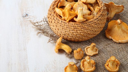 Pfifferlinge Die ersten Wildpilze der Saison