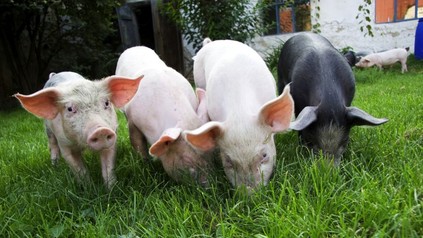 Schweine auf einer Wiese