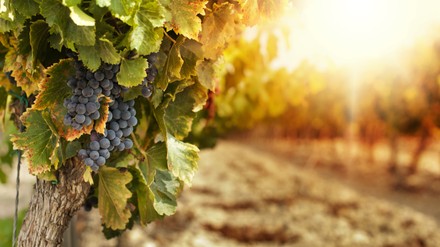 Weinrebe mit Sonnenlicht