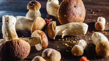 Daran erkennt man den König der Pilze den Steinpilz