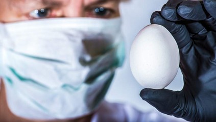 Person mit Mundschutz untersucht Ei